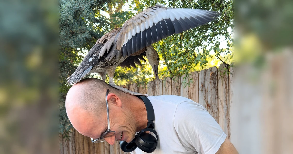 Tony laughing with a duck landing on his head, its wings fully visible